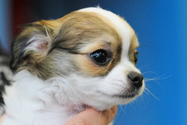 Chihuahua baş detay — Stok fotoğraf