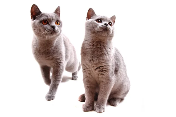 İngiliz kediler izole — Stok fotoğraf