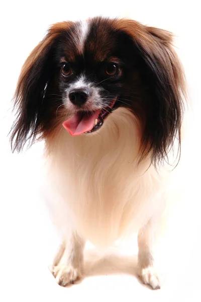 Papillon cão jovem senhora — Fotografia de Stock