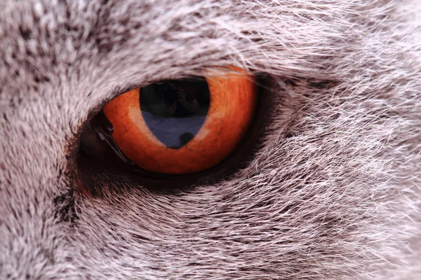 Olho amarelo cinzento de gato britânico — Fotografia de Stock