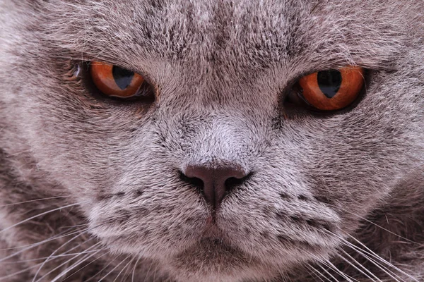 Britannique chat visage — Photo