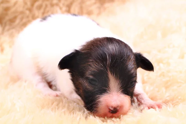 Papillon köpek yeni doğan — Stok fotoğraf