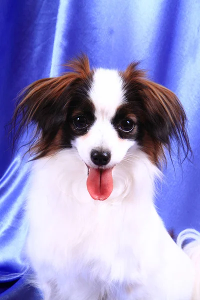 Papillon köpek genç bayan