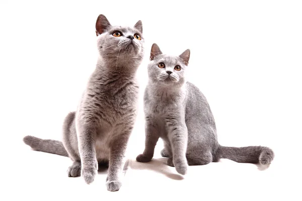 British cats isolated — Stock Photo, Image