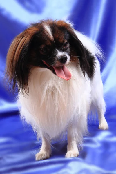 Papillon dog young lady — Stock Photo, Image