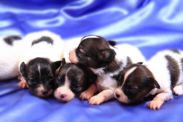 Papillon köpek Yenidoğan