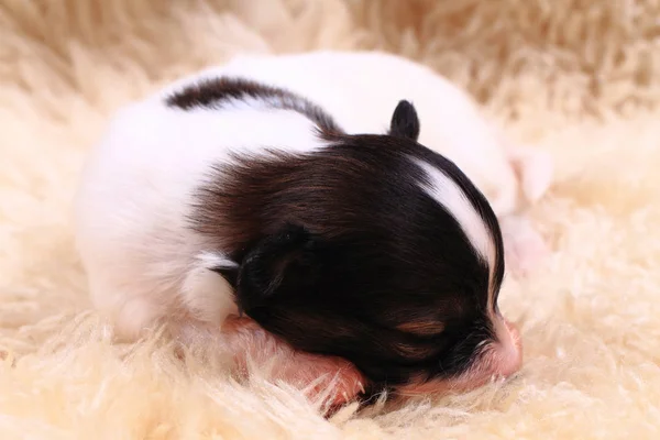 Papillon köpek yeni doğan — Stok fotoğraf