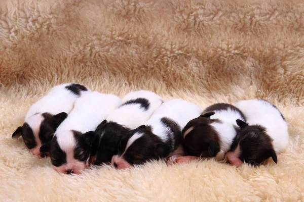 Papillon köpek Yenidoğan