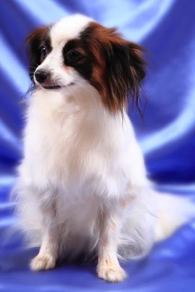 Papillon Hund junge Dame — Stockfoto