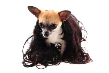 Chihuahua (saç .siyah peruk ile)