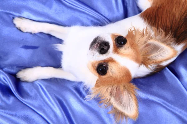 Chihuahua descansa en terciopelo azul — Foto de Stock
