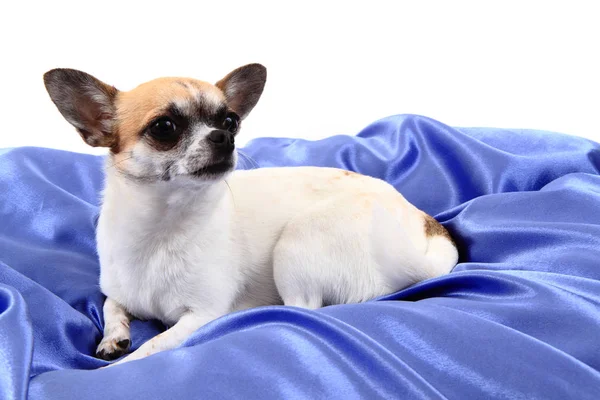 Chihuahua descansa en terciopelo azul —  Fotos de Stock