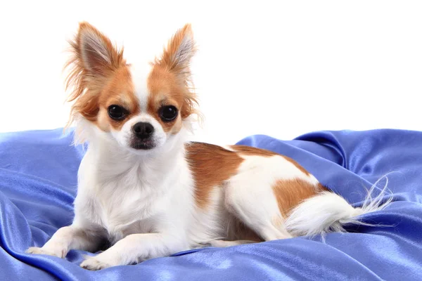 Chihuahua riposa in velluto blu — Foto Stock