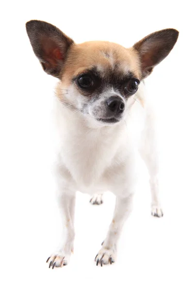 Small chihuahua isolated — Stock Photo, Image