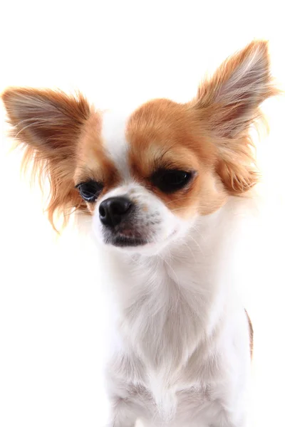 Piccolo chihuahua isolato — Foto Stock