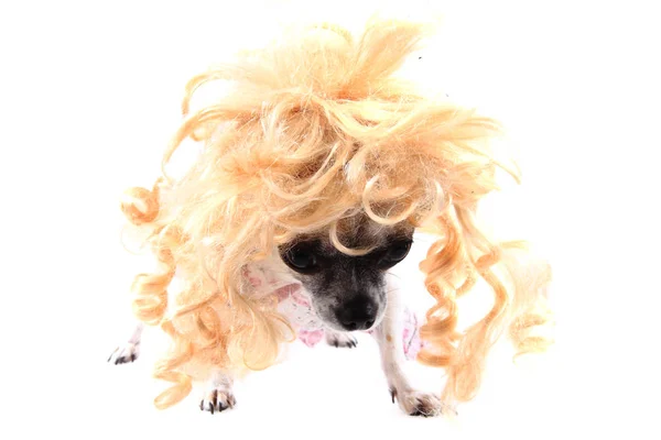 Chihuahua con peluca rubia (pelo ) — Foto de Stock