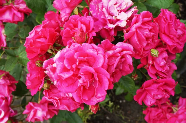 Kırmızı gül çiçekleri