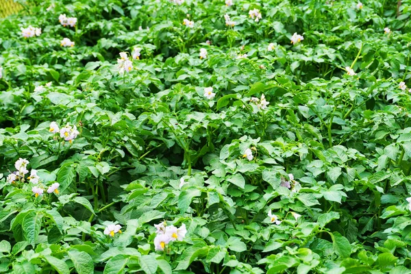 Sping potatoes flowers — Stock Photo, Image