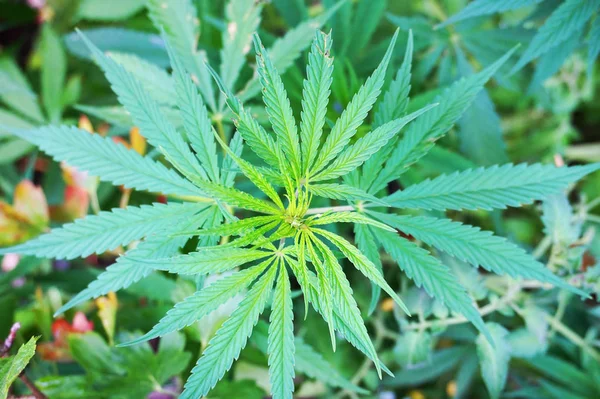 大麻植物背景 — 图库照片