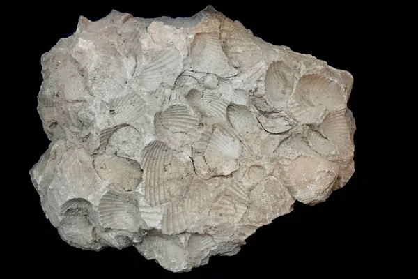 Zee schelpen fossiele — Stockfoto