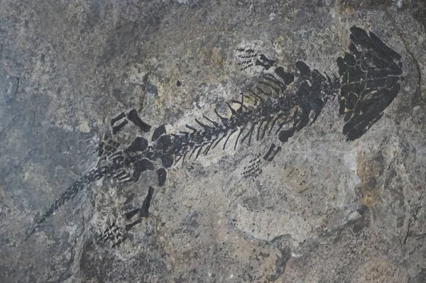 小爬行动物化石 — 图库照片