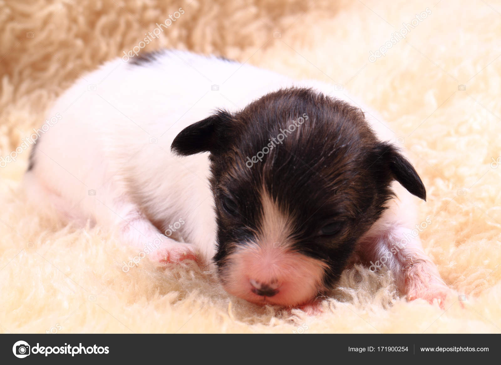 newborn papillon puppies