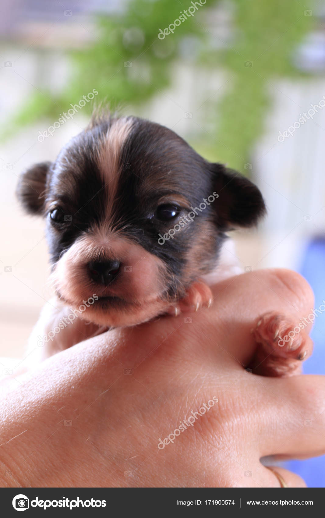 newborn papillon puppies