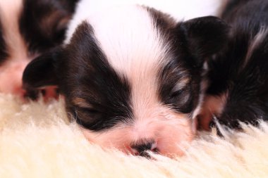 Papillon köpek yeni doğan
