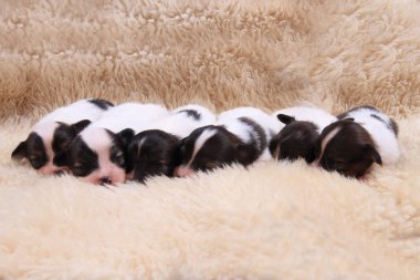 Papillon köpek Yenidoğan