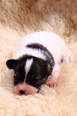 Papillon köpek yeni doğan