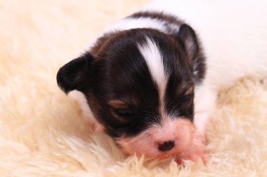 Papillon köpek yeni doğan