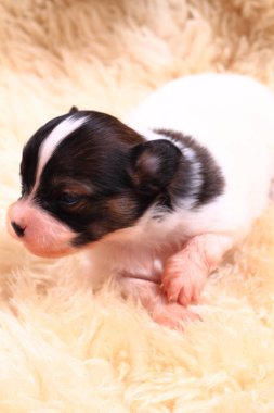 Papillon köpek yeni doğan