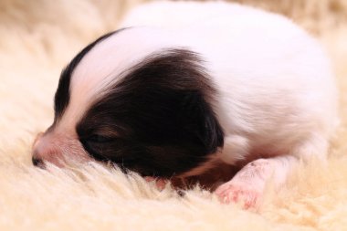 Papillon köpek yeni doğan