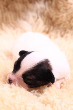 Papillon köpek yeni doğan