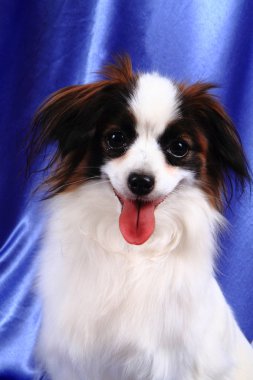 Papillon köpek genç bayan