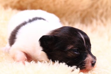 Papillon köpek yeni doğan