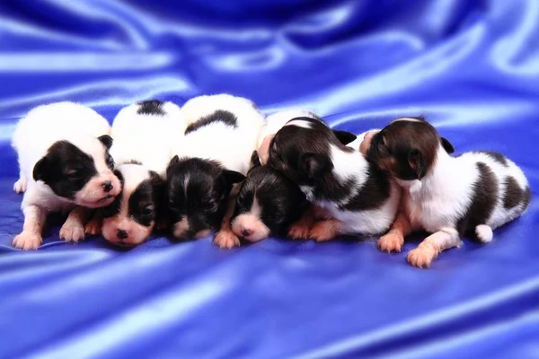 Papillon dog newborns — Stock Photo, Image