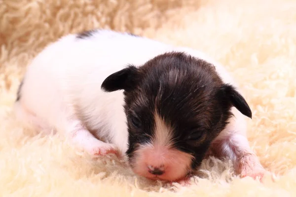 Papillon perro recién nacido —  Fotos de Stock