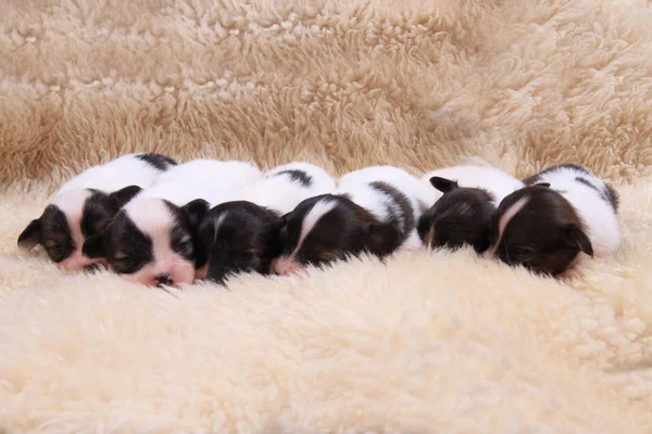 Papillon köpek Yenidoğan