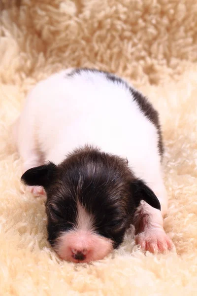 Recém-nascido cão papillon — Fotografia de Stock