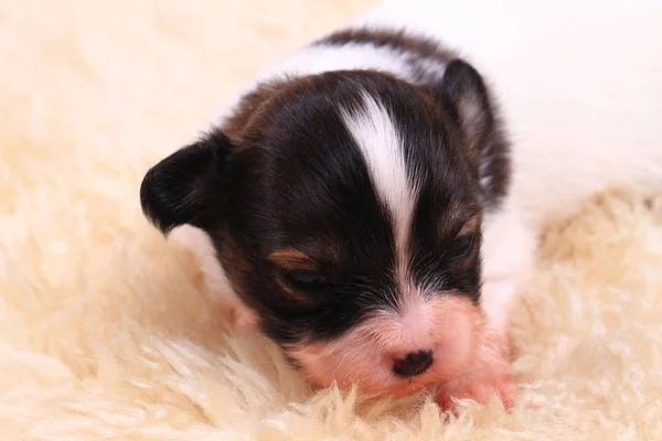 Papillon köpek yeni doğan — Stok fotoğraf