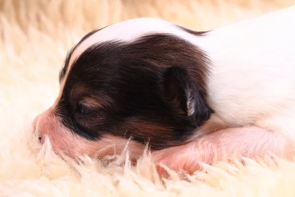 Recém-nascido cão papillon — Fotografia de Stock