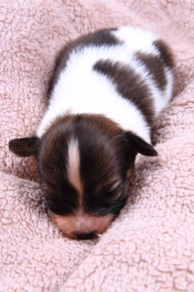 Papillon köpek yeni doğan