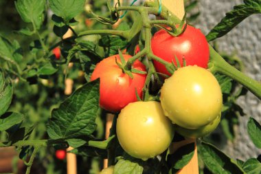 domates domates bitki