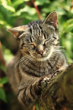 kedi ağaca dinleniyor