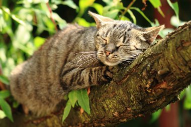 kedi ağaca dinleniyor