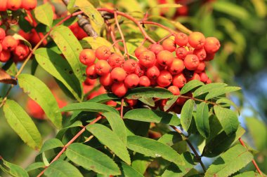 Kırmızı rowan bitki meyve ile