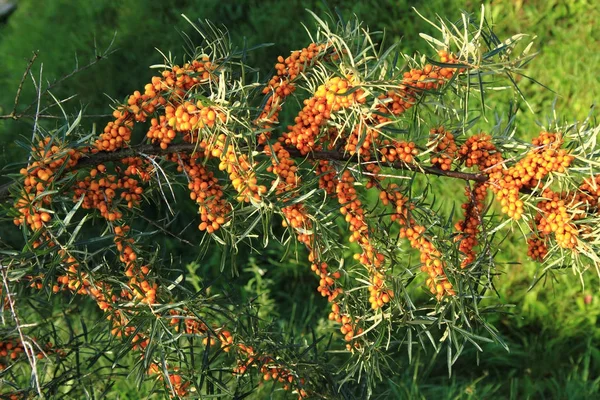 Sea buckthorn plant with fruits — Stock Photo, Image
