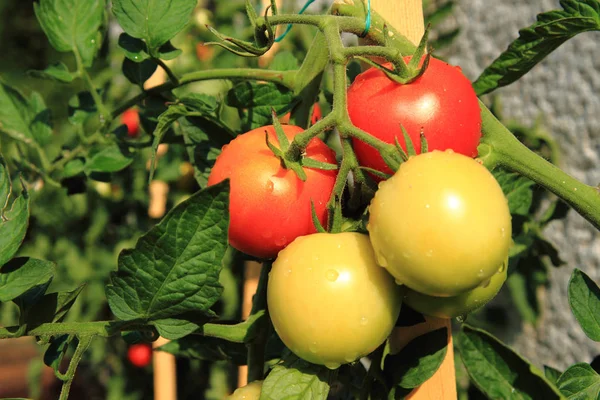 domates domates bitki