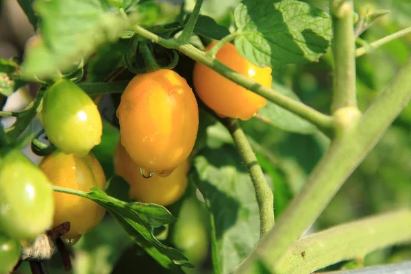 Tomatenpflanze mit Tomaten — Stockfoto